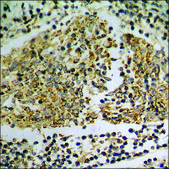 Anti-phospho-SAPK/JNK (pThr183) antibody produced in rabbit affinity isolated antibody