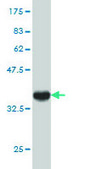 Monoclonal Anti-CLU antibody produced in mouse clone 1A11, purified immunoglobulin, buffered aqueous solution