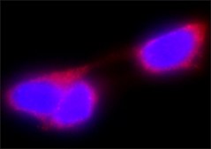 Anti-Glutathione-S-Transferase (GST) antibody produced in rabbit IgG fraction of antiserum, buffered aqueous solution