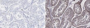 Anti-Pericentrin Antibody, clone 2H11, ZooMAb&#174; Rabbit Monoclonal recombinant, expressed in HEK 293 cells