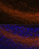Anti-CNPase Antibody, clone 8O3B6, Rabbit Monoclonal
