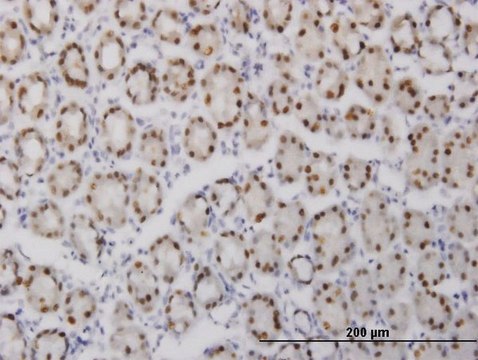 Monoclonal Anti-GABPA antibody produced in mouse clone 5B6, purified immunoglobulin, buffered aqueous solution