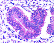 Anti-STAT3 antibody produced in rabbit affinity isolated antibody