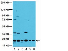 Anti-ARF1 Antibody, clone 3F1 clone 3F1, from mouse