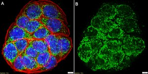 Anti-Trypsin Antibody, clone 1F6 ZooMAb® Rabbit Monoclonal recombinant, expressed in HEK 293 cells