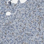 Anti-TMX4 antibody produced in rabbit Prestige Antibodies&#174; Powered by Atlas Antibodies, affinity isolated antibody, buffered aqueous glycerol solution
