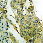 Anti-phospho-PAK3 (pSer154) antibody produced in rabbit affinity isolated antibody