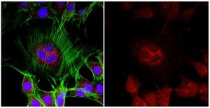 Anti-Ninein serum, from rabbit