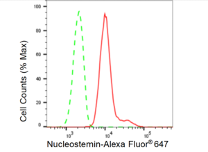 Anti Nucleostemin Antibody, clone 23GB5565, Rabbit Monoclonal clone 23GB5565, recombinant rabbit monoclonal, expressed in HEK293 cells