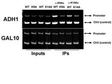Anti-acetyl-Histone H3 (Lys14) Antibody serum, Upstate&#174;