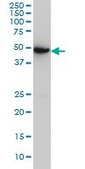 Monoclonal Anti-ASB10 antibody produced in mouse clone 1F3, purified immunoglobulin, buffered aqueous solution