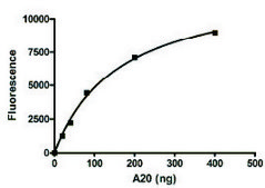 A20 human recombinant, expressed in baculovirus infected Sf9 cells, &#8805;20% (SDS-PAGE)