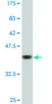 Monoclonal Anti-GATA2 antibody produced in mouse clone 1A5, ascites fluid, solution