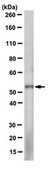 Anti-MiTF Antibody, clone 3D1.2 clone 3D1.2, from mouse