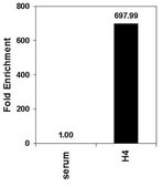Anti-acetyl-Histone H4 Antibody serum, Upstate&#174;
