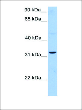 Anti-ATG5 antibody produced in rabbit affinity isolated antibody