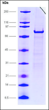 EF1&#945;, GST tagged human recombinant, expressed in E. coli, &#8805;85% (SDS-PAGE)
