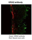 Anti-GRIA2 (AB1) antibody produced in rabbit IgG fraction of antiserum