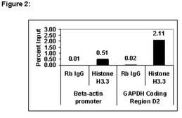 ChIPAb+ Histone H3.3 - ChIP Validated Antibody and Primer Set from rabbit, purified by affinity chromatography