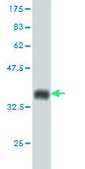 Monoclonal Anti-RCC1 antibody produced in mouse clone 2F1, purified immunoglobulin, buffered aqueous solution