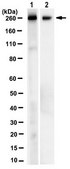 Anti-NG2 Chondroitin Sulfate Proteoglycan Antibody, clone 132.38 clone 132.38, from mouse