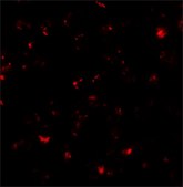 Anti-SDHD antibody produced in rabbit affinity isolated antibody, buffered aqueous solution