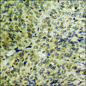 Anti-phospho-c-Jun (pThr239) antibody produced in rabbit affinity isolated antibody