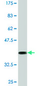 Monoclonal Anti-WWTR1 antibody produced in mouse clone 1F1, purified immunoglobulin, buffered aqueous solution
