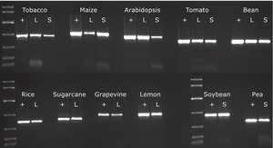 KAPA3G Plant PCR Kit