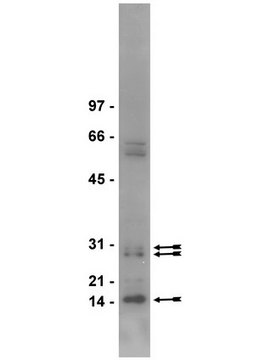 Anti-dimethyl-Arginine Antibody, symmetric (SYM10) serum, Upstate&#174;