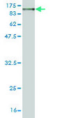 Monoclonal Anti-MFN1 antibody produced in mouse clone 3C9, purified immunoglobulin, buffered aqueous solution