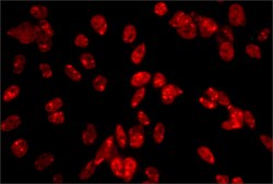 Anti-PSPC1 antibody, Mouse monoclonal clone 1L4, purified from hybridoma cell culture