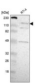 Anti-CECR2 antibody produced in rabbit Prestige Antibodies&#174; Powered by Atlas Antibodies, affinity isolated antibody, buffered aqueous glycerol solution