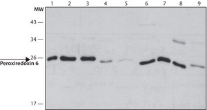 Anti-Peroxiredoxin 6 (C-terminal) antibody produced in rabbit ~1.0&#160;mg/mL, affinity isolated antibody, buffered aqueous solution