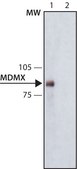 Anti-MDMX antibody, Mouse monoclonal clone MDMX-82, purified from hybridoma cell culture