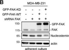 Anti-FAK Antibody Upstate&#174;, from rabbit