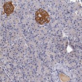 Anti-SYP antibody produced in rabbit Prestige Antibodies&#174; Powered by Atlas Antibodies, affinity isolated antibody, buffered aqueous glycerol solution