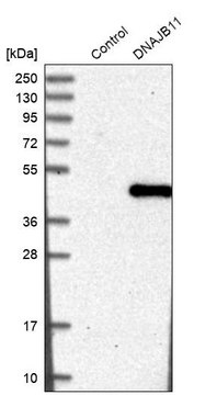 Anti-DNAJB11 antibody produced in rabbit Prestige Antibodies® Powered by Atlas Antibodies, affinity isolated antibody, buffered aqueous glycerol solution
