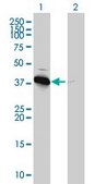 Monoclonal Anti-PRKAB1 antibody produced in mouse clone 3H12-1A10, purified immunoglobulin, buffered aqueous solution