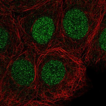 Anti-SIRT6 antibody produced in rabbit Prestige Antibodies&#174; Powered by Atlas Antibodies, affinity isolated antibody
