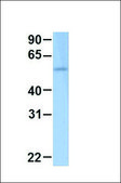 Anti-TFEB antibody produced in rabbit affinity isolated antibody