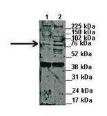 Anti-SIRT1 antibody produced in rabbit affinity isolated antibody
