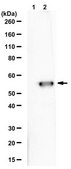 Anti-Influenza A nucleoprotein serum, from rabbit