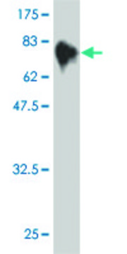 ANTI-MKNK1 antibody produced in mouse clone 3E10, purified immunoglobulin, buffered aqueous solution