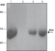 Anti-Bovine Albumin antibody produced in rabbit whole antiserum