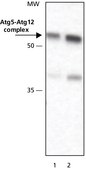 Anti-ATG5 (N-terminal) antibody produced in rabbit affinity isolated antibody, PBS solution