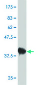 Monoclonal Anti-ZAK antibody produced in mouse clone 3B6, purified immunoglobulin, buffered aqueous solution