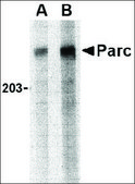Anti-PARC antibody produced in rabbit affinity isolated antibody, buffered aqueous solution