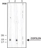 Anti-Cofilin antibody produced in rabbit IgG fraction of antiserum, buffered aqueous solution