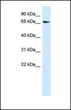 Anti-SRC, (N-terminal) antibody produced in rabbit affinity isolated antibody